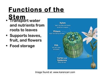 Functions of the
Stem• Transport water
and nutrients from
roots to leaves
• Supports leaves,
fruit, and flowers
• Food storage
Image found at: www.karencarr.com
 