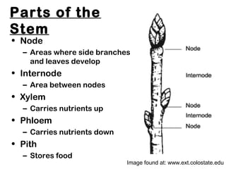 Parts of the
Stem
• Node
– Areas where side branches
and leaves develop
• Internode
– Area between nodes
• Xylem
– Carries nutrients up
• Phloem
– Carries nutrients down
• Pith
– Stores food
Image found at: www.ext.colostate.edu
 