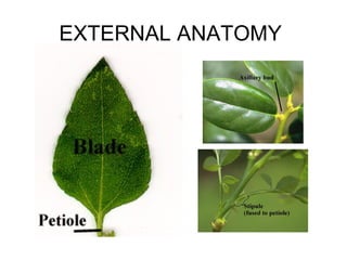 EXTERNAL ANATOMY
 