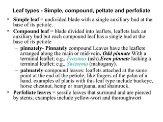 Leaf types - Simple, compound, peltate and perfoliate
• Simple leaf = undivided blade with a single auxiliary bud at the
base of its petiole.
• Compound leaf = blade divided into leaflets, leaflets lack an
auxiliary bud but each compound leaf has a single bud at the
base of its petiole
– pinnately- Pinnately compound Leaves have the leaflets
arranged along the main or mid-vein. Odd pinnate With a
terminal leaflet; e.g., Fraxinus (ash).Even pinnate lacking a
terminal leaflet; e.g., Swietenia (mahogany).
– palmately-compound leaves: leaflets attached at the same
point at the end of the petiole; like fingers of the palm of a
hand. examples of plants with this leaf type include buckeye,
horse chestnut, hemp or marijuana, and shamrock.
• Perfoliate leaves = sessile leaves that surround and are pierced
by stems; examples include yellow-wort and thoroughwort
 