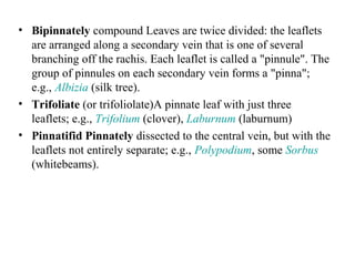 • Bipinnately compound Leaves are twice divided: the leaflets
are arranged along a secondary vein that is one of several
branching off the rachis. Each leaflet is called a "pinnule". The
group of pinnules on each secondary vein forms a "pinna";
e.g., Albizia (silk tree).
• Trifoliate (or trifoliolate)A pinnate leaf with just three
leaflets; e.g., Trifolium (clover), Laburnum (laburnum)
• Pinnatifid Pinnately dissected to the central vein, but with the
leaflets not entirely separate; e.g., Polypodium, some Sorbus
(whitebeams).
 