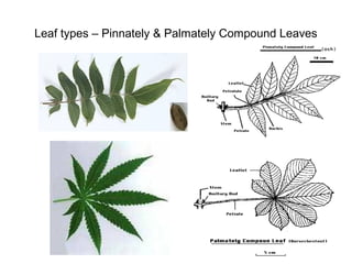 Leaf types – Pinnately & Palmately Compound Leaves
 