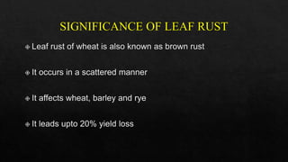 Leaf rust of wheat | PPT