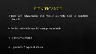 Leaf rust of wheat | PPT