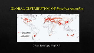 Leaf rust of wheat | PPT