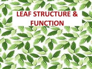 LEAF STRUCTURE & 
FUNCTION 
 