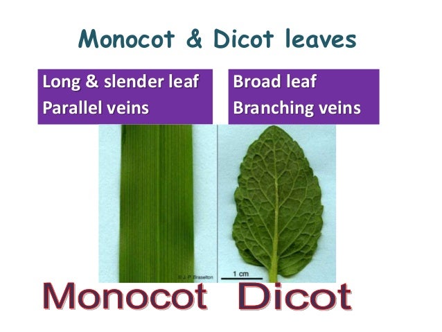 internal structure of a monocot Difference between monocot and aside from the difference between the seeds of monocots and dicots there are other different structures that separate monocots and. internal structure of a monocot Difference between monocot and aside from the difference between the seeds of monocots and dicots there are other different structures that separate monocots and.