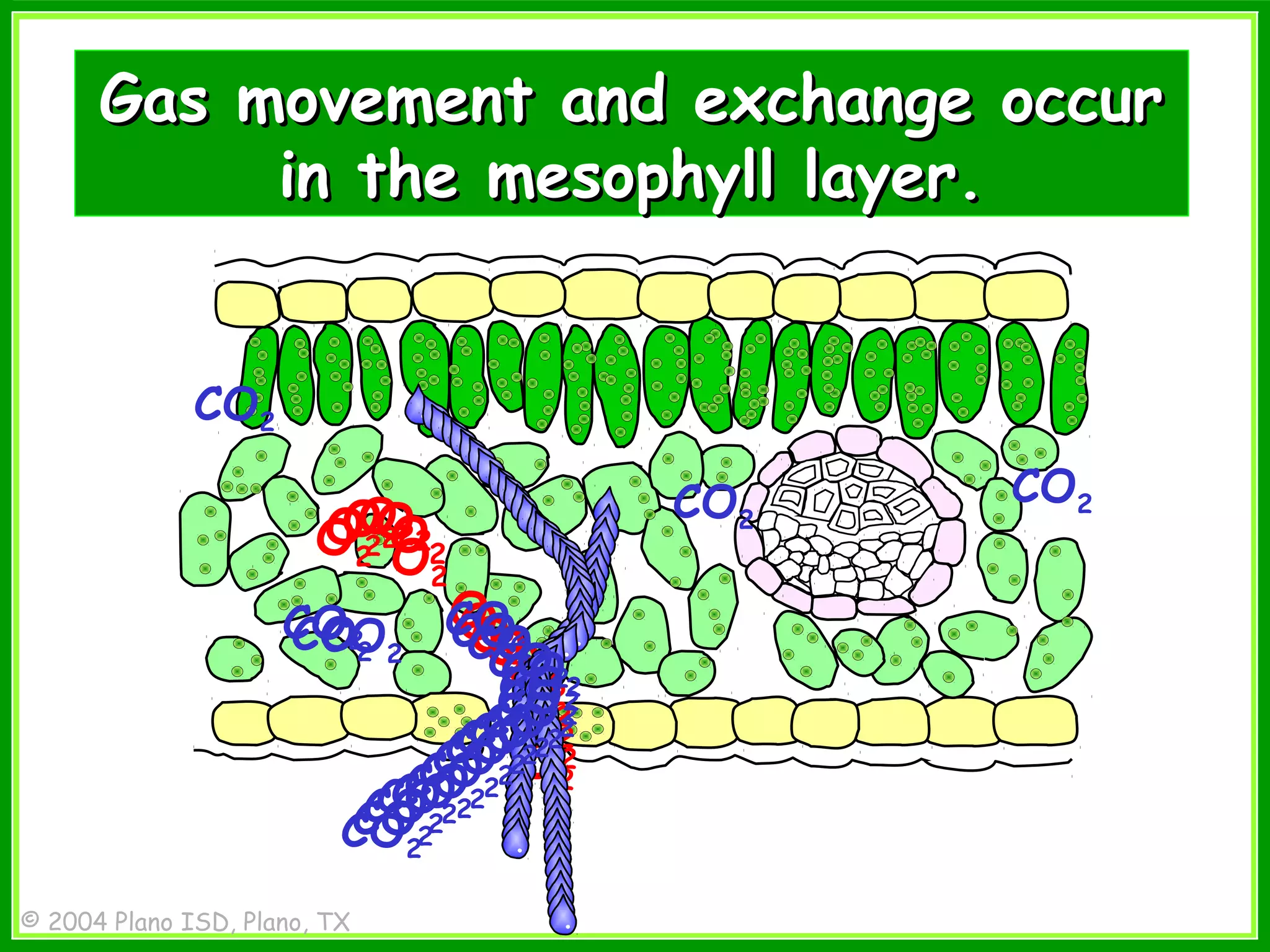 Leaf structure | PPT