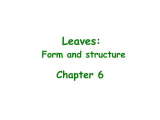 Leaves:
Form and structure
Chapter 6
 