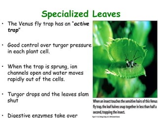 Figure 11.12 (2)
Specialized Leaves
• The Venus fly trap has an “active
trap”
• Good control over turgor pressure
in each plant cell.
• When the trap is sprung, ion
channels open and water moves
rapidly out of the cells.
• Turgor drops and the leaves slam
shut
• Digestive enzymes take over
 