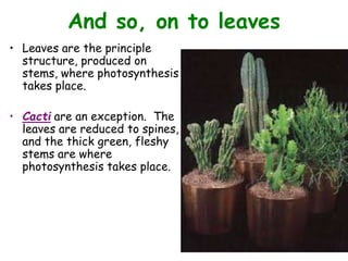 And so, on to leaves
• Leaves are the principle
structure, produced on
stems, where photosynthesis
takes place.
• Cacti are an exception. The
leaves are reduced to spines,
and the thick green, fleshy
stems are where
photosynthesis takes place.
 