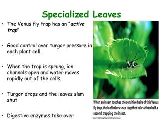Figure 11.12 (2)
Specialized Leaves
• The Venus fly trap has an “active
trap”
• Good control over turgor pressure in
each plant cell.
• When the trap is sprung, ion
channels open and water moves
rapidly out of the cells.
• Turgor drops and the leaves slam
shut
• Digestive enzymes take over
 