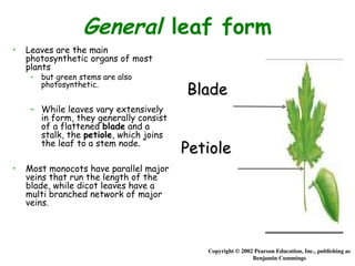 General leaf form
• Leaves are the main
photosynthetic organs of most
plants
– but green stems are also
photosynthetic.
– While leaves vary extensively
in form, they generally consist
of a flattened blade and a
stalk, the petiole, which joins
the leaf to a stem node.
• Most monocots have parallel major
veins that run the length of the
blade, while dicot leaves have a
multi branched network of major
veins.
Copyright © 2002 Pearson Education, Inc., publishing as
Benjamin Cummings
Blade
Blade
Petiole
Petiole
 