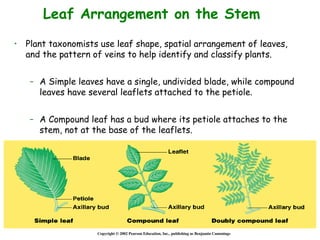 • Plant taxonomists use leaf shape, spatial arrangement of leaves,
and the pattern of veins to help identify and classify plants.
– A Simple leaves have a single, undivided blade, while compound
leaves have several leaflets attached to the petiole.
– A Compound leaf has a bud where its petiole attaches to the
stem, not at the base of the leaflets.
Copyright © 2002 Pearson Education, Inc., publishing as Benjamin Cummings
Leaf Arrangement on the Stem
 