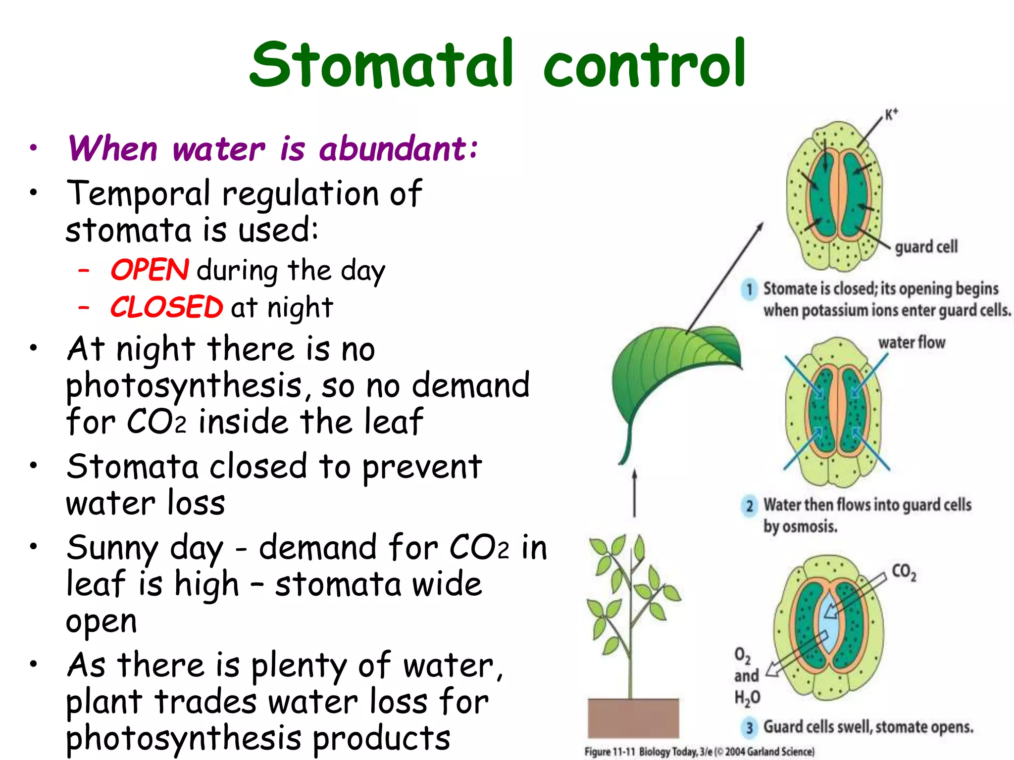 leaf structure and chloroplast.ppt