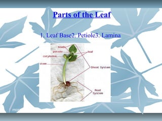Leaf structures | PPT