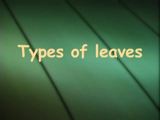 Types of leaves 