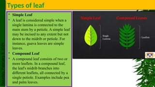 a detail overview of anatomy of leaf.pptx
