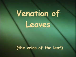 Venation of   Leaves   (the veins of the leaf) 