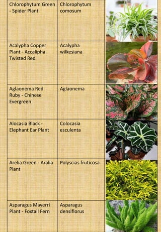 Chlorophytum Green
- Spider Plant
Chlorophytum
comosum
Acalypha Copper
Plant - Accalipha
Twisted Red
Acalypha
wilkesiana
Aglaonema Red
Ruby - Chinese
Evergreen
Aglaonema
Alocasia Black -
Elephant Ear Plant
Colocasia
esculenta
Arelia Green - Aralia
Plant
Polyscias fruticosa
Asparagus Mayerri
Plant - Foxtail Fern
Asparagus
densiflorus
 