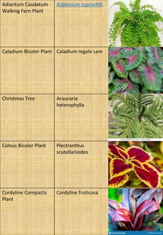 Adiantum Caudatum -
Walking Fern Plant
Asplenium ruprechtii
Caladium Bicolor Plant Caladium regale Lem
Christmas Tree Araucaria
heterophylla
Coleus Bicolor Plant Plectranthus
scutellarioides
Cordyline Compacta
Plant
Cordyline fruticosa
 