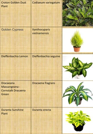 Croton Golden Dust
Plant
Codiaeum variegatum
Golden Cypress Xanthocyparis
vietnamensis
Dieffenbachia Lemon Dieffenbachia seguine
Dracaeana
Massangeana -
Cornstalk Dracaena
Green
Dracaena fragrans
Duranta Sunshine
Plant
Duranta erecta
 