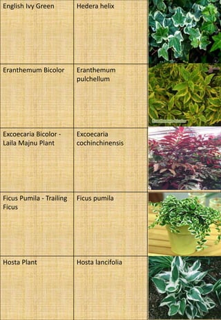 English Ivy Green Hedera helix
Eranthemum Bicolor Eranthemum
pulchellum
Excoecaria Bicolor -
Laila Majnu Plant
Excoecaria
cochinchinensis
Ficus Pumila - Trailing
Ficus
Ficus pumila
Hosta Plant Hosta lancifolia
 