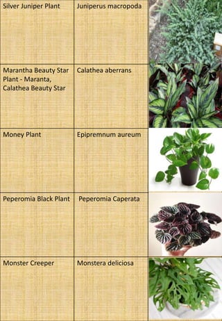 Silver Juniper Plant Juniperus macropoda
Marantha Beauty Star
Plant - Maranta,
Calathea Beauty Star
Calathea aberrans
Money Plant Epipremnum aureum
Peperomia Black Plant Peperomia Caperata
Monster Creeper Monstera deliciosa
 