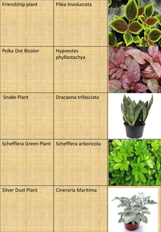 Friendship plant Pilea Involucrata
Polka Dot Bicolor Hypoestes
phyllostachya
Snake Plant Dracaena trifasciata
Schefflera Green Plant Schefflera arboricola
Silver Dust Plant Cineraria Maritima
 