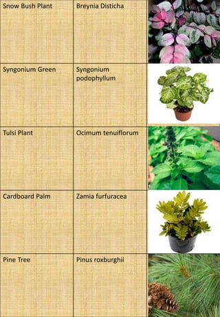 Snow Bush Plant Breynia Disticha
Syngonium Green Syngonium
podophyllum
Tulsi Plant Ocimum tenuiflorum
Cardboard Palm Zamia furfuracea
Pine Tree Pinus roxburghii
 