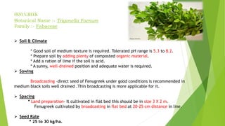 FENUGREEK
Botanical Name :- Trigonella Foenum
Family :- Fabaceae
 Soil & Climate
* Good soil of medium texture is required. Tolerated pH range is 5.3 to 8.2.
* Prepare soil by adding plenty of composted organic material.
* Add a ration of lime if the soil is acid.
* A sunny, well-drained position and adequate water is required.
 Sowing
Broadcasting –direct seed of Fenugreek under good conditions is recommended in
medium black soils well drained .Thin broadcasting is more applicable for it.
 Spacing
* Land preparation- It cultivated in flat bed this should be in size 3 X 2 m.
Fenugreek cultivated by broadcasting in flat bed at 20-25 cm distance in line.
 Seed Rate
* 25 to 30 kg/ha.
 