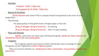  Varieties
1) Kasoori (Yield- 7-8ton/ha)
2) Fenugreek No-47 (Yield- 7-8ton/ha)
 Manure & Fertilizer
20 ton/hectare well rotten FYM or compost should incorporated at the time of land
preparation
 Top dressing
For good quality of fenugreek leaves nitrogen plays a vital role.
20 kg of Nitrogen (43 kg of Urea)/ha. – At Starting
20 kg of Nitrogen (43 kg of Urea)/ha. – After 15 days weeding
 Pests and diseases
Aphids, Leaf minor are major pest infesting Fenugreek. Aphids are black colored and
infested the tip of leaf and sucking green
 Irrigation
The irrigation system must ensure uniform distribution and no wastage of water.
Fenugreek can be irrigated by surface-irrigation system.
There are several methods viz. flooding from ditch, check basin, ring and basin, border strip
and furrow.
 