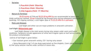  Varieties
1) Pusa Kirti (Yield- 55ton/ha)
2) Pusa Kiran (Yield- 35ton/ha)
3) Arka Suguana (Yield- 17-18ton/ha)
 Manure & Fertilizer
20-25 tonnes of FYM and 50:25:20 kg NPK/ha are recommended as basal dose.
Under pulling out method, 20 kg N should be top dressed twice during subsequent pulling out of
seedlings. For clipping varieties, a still higher dose of 75:25:25 NPK/ha is advisable.
 Pests and diseases
Leaf blight and white rust are major problems in amaranth cultivation.
Leaf blight (Rhizoctonia spp).
Leaf blight disease is the most severe during rainy season under warm and humid
conditions. Symptoms include appearance of white and irregular spots on leaf lamina making
the produce unmarketable.
control of leaf blight is given below:
• Sow resistant green amaranth variety, CO-1 during rainy season
• Spray Mancozeb @ 4g/1 of cow dung supernatant as fine droplets. Cover plants thoroughly
so that spray solution reaches under surfaces of leaves also.
 