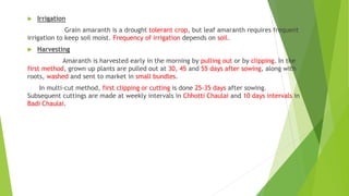  Irrigation
Grain amaranth is a drought tolerant crop, but leaf amaranth requires frequent
irrigation to keep soil moist. Frequency of irrigation depends on soil.
 Harvesting
Amaranth is harvested early in the morning by pulling out or by clipping. In the
first method, grown up plants are pulled out at 30, 45 and 55 days after sowing, along with
roots, washed and sent to market in small bundles.
In multi-cut method, first clipping or cutting is done 25-35 days after sowing.
Subsequent cuttings are made at weekly intervals in Chhotti Chaulai and 10 days intervals in
Badi Chaulai.
 