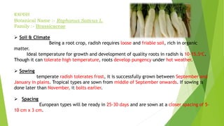 RADISH
Botanical Name :- Raphanus Sativus L.
Family :- Brassicaceae
 Soil & Climate
Being a root crop, radish requires loose and friable soil, rich in organic
matter.
Ideal temperature for growth and development of quality roots in radish is 10-15.5oC.
Though it can tolerate high temperature, roots develop pungency under hot weather.
 Sowing
temperate radish tolerates frost, it is successfully grown between September and
January in plains. Tropical types are sown from middle of September onwards. If sowing is
done later than November, it bolts earlier.
 Spacing
European types will be ready in 25-30 days and are sown at a closer spacing of 5-
10 cm x 3 cm.
 