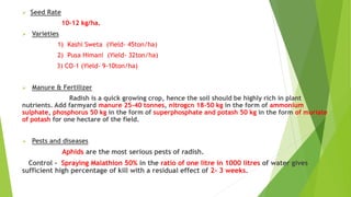  Seed Rate
10-12 kg/ha.
 Varieties
1) Kashi Sweta (Yield- 45ton/ha)
2) Pusa Himani (Yield- 32ton/ha)
3) CO-1 (Yield- 9-10ton/ha)
 Manure & Fertilizer
Radish is a quick growing crop, hence the soil should be highly rich in plant
nutrients. Add farmyard manure 25-40 tonnes, nitrogcn 18-50 kg in the form of ammonium
sulphate, phosphorus 50 kg in the form of superphosphate and potash 50 kg in the form of muriate
of potash for one hectare of the field.
 Pests and diseases
Aphids are the most serious pests of radish.
Control - Spraying Malathion 50% in the ratio of one litre in 1000 litres of water gives
sufficient high percentage of kill with a residual effect of 2- 3 weeks.
 
