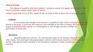 Alternaria blight
This disease is caused by Alternaria raphonic. Symptoms usually first appear on the leaves in the
form of yellowish, slightly raised I spots or Iesions.
Copper oxychloride (0.5 to 0.75%), Maneb (0.2%), or Zineb (0.25%) or Blitox 50 can be used as spray
 Irrigation
It is necessary that enough of soil moisture is available to help uniform seed germination and
growth of the plant. If sufficient soil moisture is not available at the time of sowing, the first irrigation
is given immediately after sowing. It is advantageous in case of light soils but it hinders the
germination in heavy soils.
 Harvesting
Depending upon the cultivars, the roots become ready for harvesting in about 25-35 days
after sowing. Early and rapid maturing European cultivars reach harvest maturity in 25-30 days after
sowing. They become bitter and pithy if the harvesting is delayed. In India, harvesting is done
manually.
 