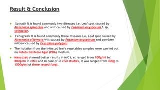 Result & Conclusion
 Spinach It is found commonly two diseases i.e. Leaf spot caused by
Alternaria spinaciae and wilt caused by Fusarium oxysporum f. sp.
spinaciae.
 Fenugreek It is found commonly three diseases i.e. Leaf spot caused by
Alternaria alternata wilt caused by Fusarium oxysporum and powdery
mildew caused by Erysiphae polygoni.
 The isolation from the infected leafy vegetables samples were carried out
on Potato Dextrose Agar (PDA) medium.
 Mancozeb showed better results in MIC i. e. ranged from 100g/ml to
800g/ml in vitro and in case of in vivo studies, it was ranged from 400g to
1500g/ml of three tested fungi.
 