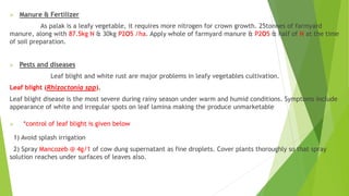  Manure & Fertilizer
As palak is a leafy vegetable, it requires more nitrogen for crown growth. 25tonnes of farmyard
manure, along with 87.5kg N & 30kg P2O5 /ha. Apply whole of farmyard manure & P2O5 & half of N at the time
of soil preparation.
 Pests and diseases
Leaf blight and white rust are major problems in leafy vegetables cultivation.
Leaf blight (Rhizoctonia spp).
Leaf blight disease is the most severe during rainy season under warm and humid conditions. Symptoms include
appearance of white and irregular spots on leaf lamina making the produce unmarketable
 *control of leaf blight is given below
1) Avoid splash irrigation
2) Spray Mancozeb @ 4g/1 of cow dung supernatant as fine droplets. Cover plants thoroughly so that spray
solution reaches under surfaces of leaves also.
 