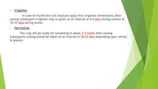  Irrigation
In case of insufficient soil moisture apply first irrigation immediately after
sowing subsequent irrigation may ne given at an interval of 4-6 days during summer &
10-12 days during winter.
 Harvesting
The crop will be ready for harvesting in about 3-4 weeks after sowing.
Subsequent cutting should be taken at an interval of 20-25 days depending upon variety
& seasons.
 