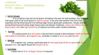 CORIANDER
Botanical Name :- Coriandrum Sativum
Family :- Apiaceae
 Soil & Climate
It is a tropical crop and can be grown throughout the year for leaf purposes, but for higher
than grain yield it has to be grown in specific season. A dry and cold weather free from frost,
especially during flowering and fruit setting stage favours good grain production. Cloudy weather
during flowering and fruiting stage favours pest and disease incidences. Heavy rain affects the crop.
Black cotton soils with high retentivity of moisture are best under rainfed conditions.
 Sowing
It is mostly grown as a rabi season crop and hence sowing is done between middle of October
and middle of November. an irrigated crop, coriander is raised in June-July and Sep-Oct.
 Spacing
For irrigated crop, sowing is generally done in rows spaced at 30-40 cm apart with 15 cm
between hills. Soil depth should not exceed 3.0 cm.
 Seed Rate
A seed rate of 10 to 15 kg per hectare is required.
 