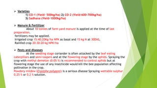  Varieties
1) CO-1 (Yield- 500kg/ha) 2) CO-2 (Yield-600-700kg/ha)
3) Sadhana (Yield-1000kg/ha)
 Manure & Fertilizer
About 10 tonnes of farm yard manure is applied at the time of last
preparation.
fertilizers may be applied.
Irrigated crop 15:40:20Kg/ha NPK as basal and 15 kg N at 30DAS,
Rainfed crop 20:30:20 kg NPK/ha
 Pests and diseases
At the seedling stage coriander is often attacked by the leaf eating
caterpillars and semi-loopers and at the flowering stage by the aphids. Spraying the
crop with methyl demeton (0.05 %) is recommended to control aphids but at
flowering stage the use of any insecticide would kill the bee population affecting
pollination in the crop.
Powdery mildew (Erysiphe polygoni) is a serious disease Spraying wettable sulphur
0.25 % or 0.2 % solution.
 
