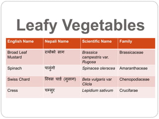 Leafy vegetables- broad leaf mustard | PPTX