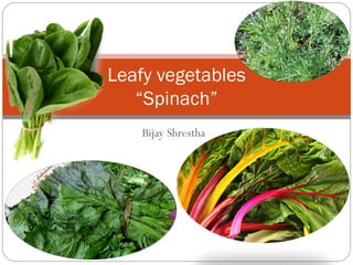Bijay Shrestha
Leafy vegetables
“Spinach”
 