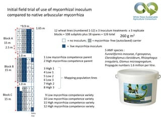 260 g m2
Initial field trial of use of mycorrhizal inoculum
compared to native arbuscular mycorrhiza
5 AMF species :
Funneliformis mosseae, F.geosporus,
Claroideglomus claroideum, Rhizophagus
irregularis, Glomus microagregatum.
Propagule numbers 1.6 million per litre.
1
12
 