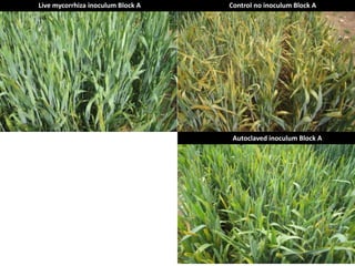 Live mycorrhiza inoculum Block A Control no inoculum Block A
Autoclaved inoculum Block A
 