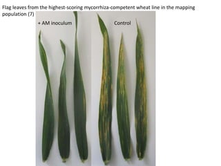 Flag leaves from the highest-scoring mycorrhiza-competent wheat line in the mapping
population (7)
+ AM inoculum Control
 