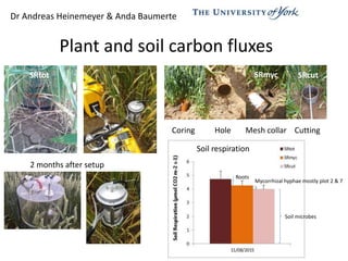 Plant and soil carbon fluxes
2 months after setup
Coring Hole Mesh collar Cutting
SRtot SRmyc SRcut
Roots
Mycorrhizal hyphae mostly plot 2 & 7
Soil microbes
Dr Andreas Heinemeyer & Anda Baumerte
Soil respiration
 