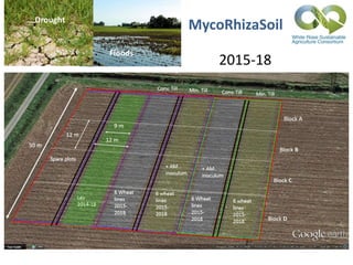 MycoRhizaSoil
2015-18
Floods
Drought
 