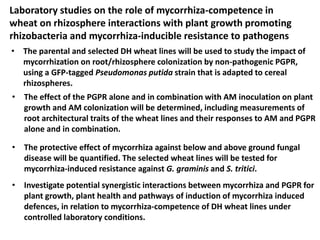 • The parental and selected DH wheat lines will be used to study the impact of
mycorrhization on root/rhizosphere colonization by non-pathogenic PGPR,
using a GFP-tagged Pseudomonas putida strain that is adapted to cereal
rhizospheres.
Laboratory studies on the role of mycorrhiza-competence in
wheat on rhizosphere interactions with plant growth promoting
rhizobacteria and mycorrhiza-inducible resistance to pathogens
• The effect of the PGPR alone and in combination with AM inoculation on plant
growth and AM colonization will be determined, including measurements of
root architectural traits of the wheat lines and their responses to AM and PGPR
alone and in combination.
• The protective effect of mycorrhiza against below and above ground fungal
disease will be quantified. The selected wheat lines will be tested for
mycorrhiza-induced resistance against G. graminis and S. tritici.
• Investigate potential synergistic interactions between mycorrhiza and PGPR for
plant growth, plant health and pathways of induction of mycorrhiza induced
defences, in relation to mycorrhiza-competence of DH wheat lines under
controlled laboratory conditions.
 